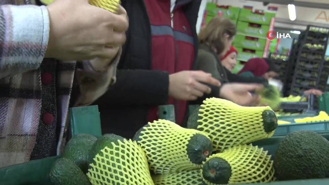 Talebe yetişemiyorlar, adeta yok satıyor! O ilimizde yerli tropikal meyve hasadı başladı 10